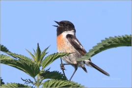 <p>BRAMBORNÍČEK ČERNOHLAVÝ (Saxicola torquata) ------- /African stonechat – Schwarzkehlchen/</p>